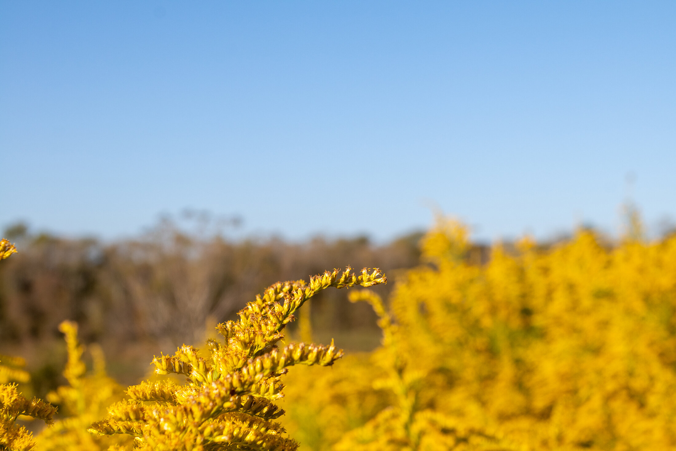 Goldenrod is a type of weedy herb that is food for birds.