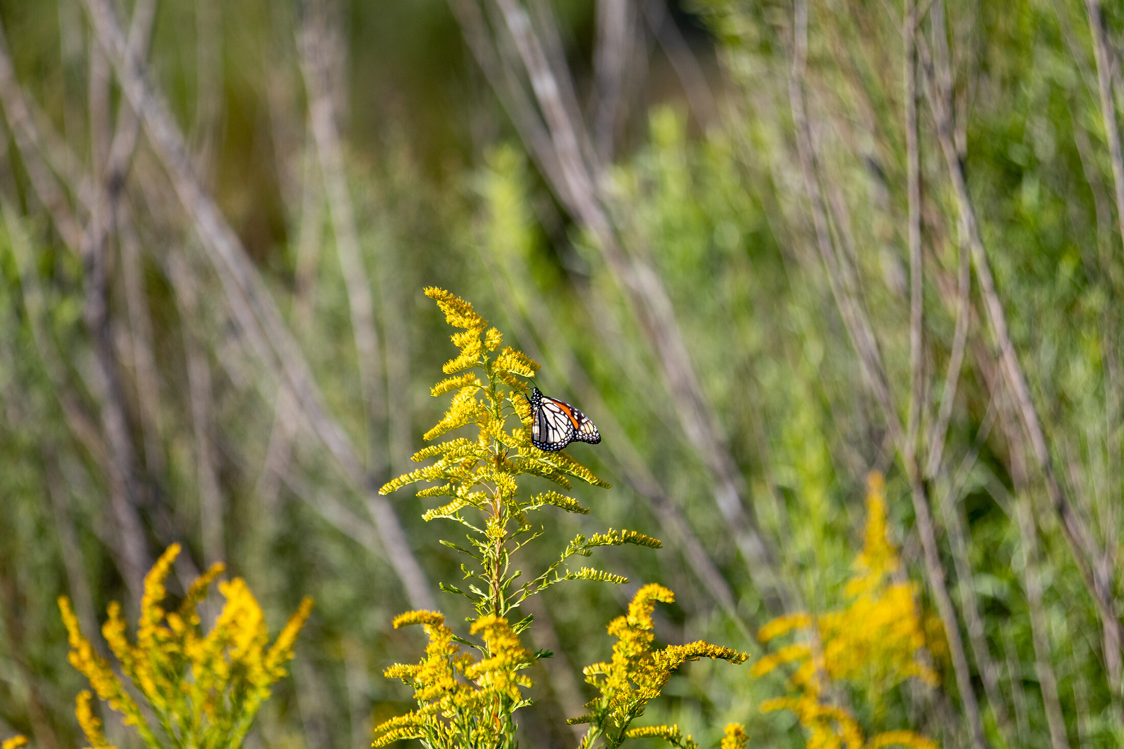 A migrating butterfly pollinates goldenrod blooms.