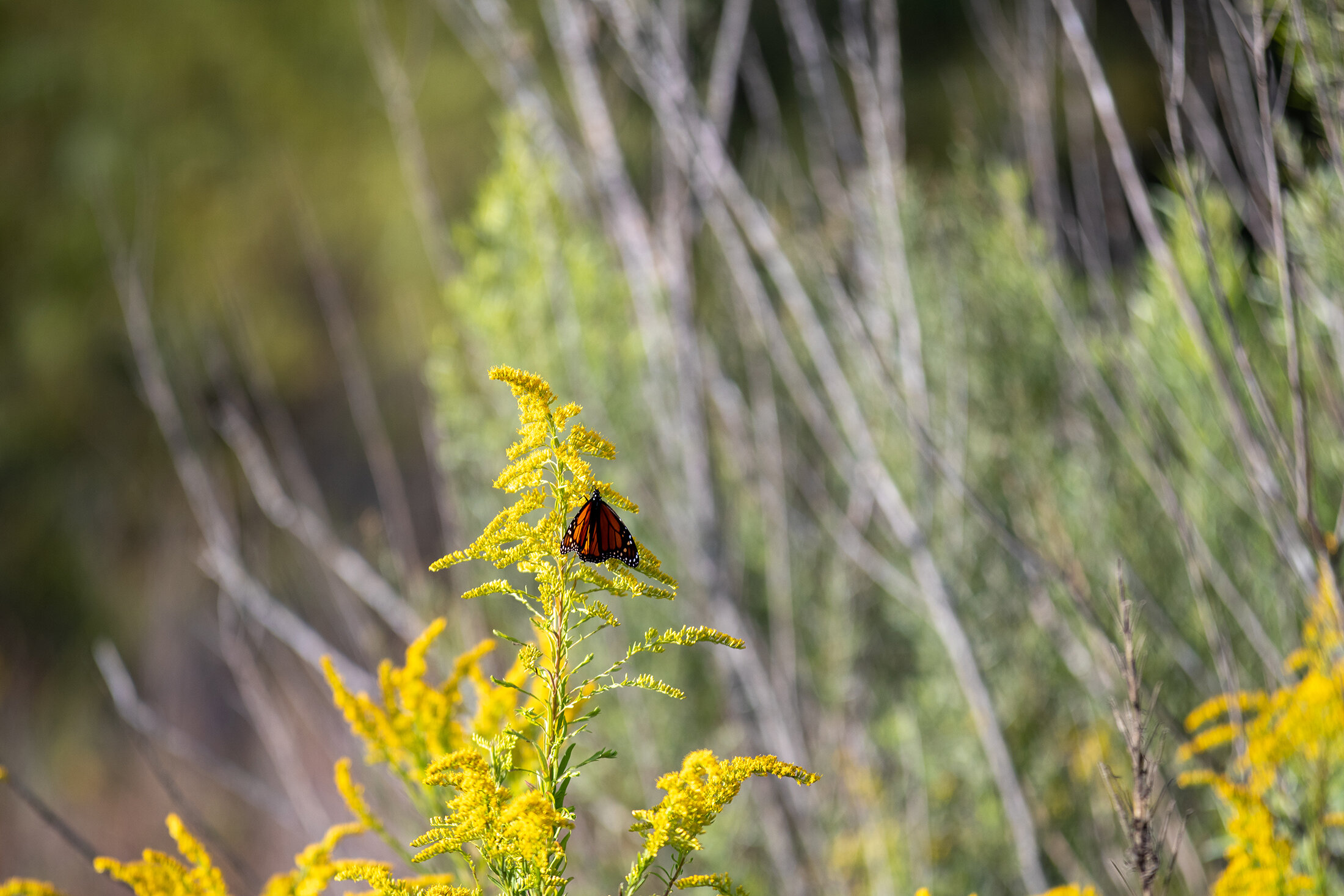 A monarch butterfly lands on a stalk of wild goldenrod.