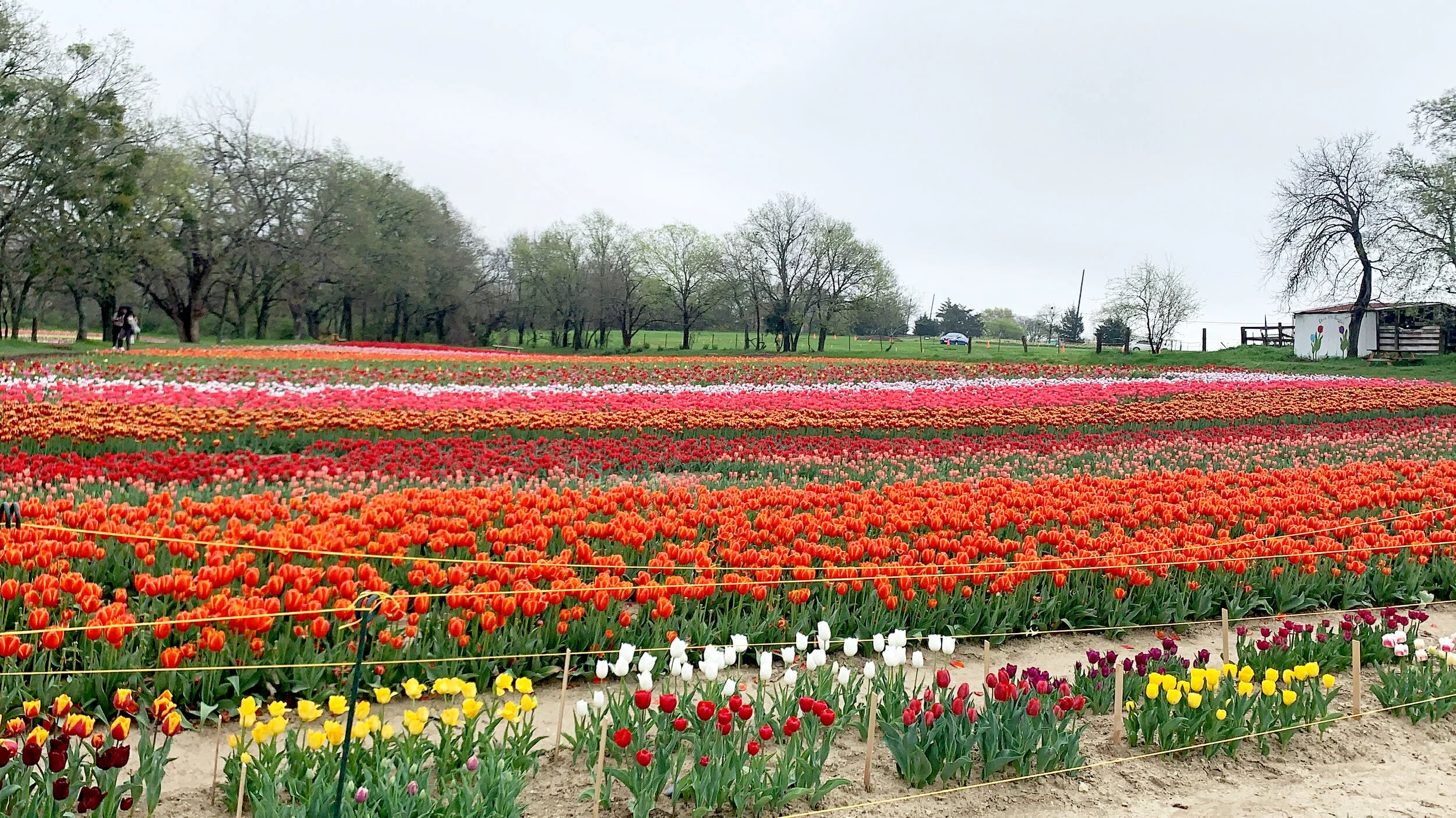 As of today, the tulips are in full bloom at Tulipalooza.