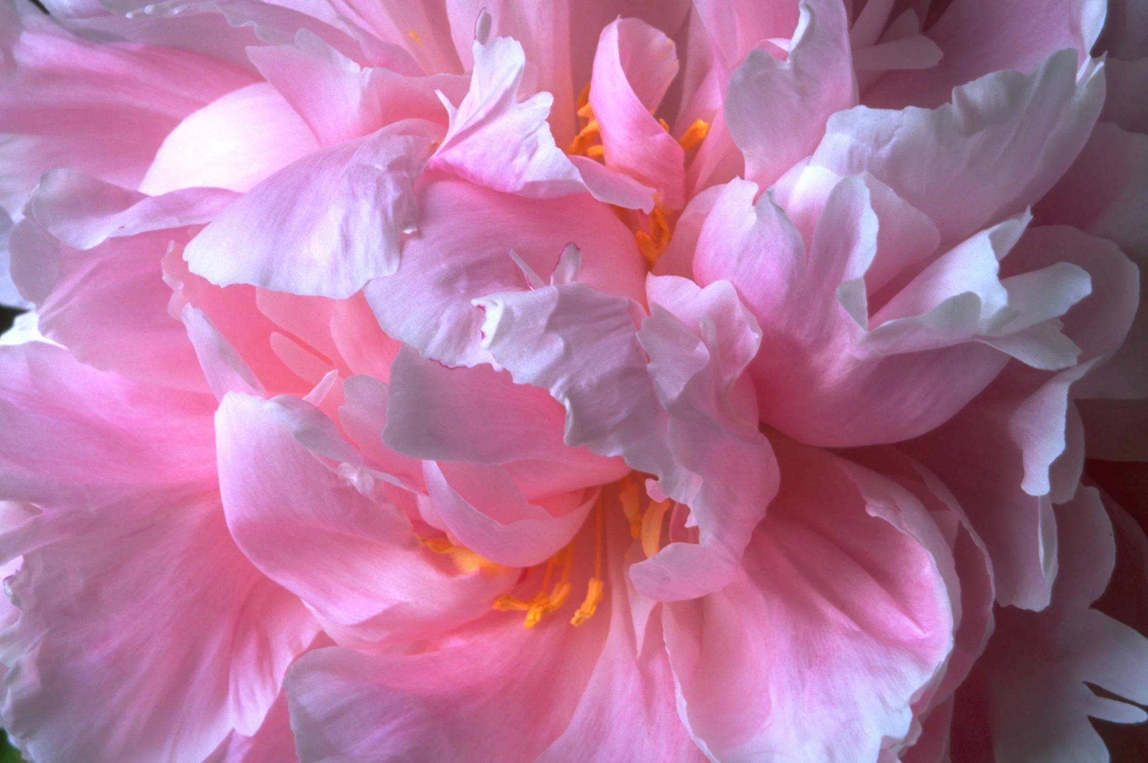 Peony #1