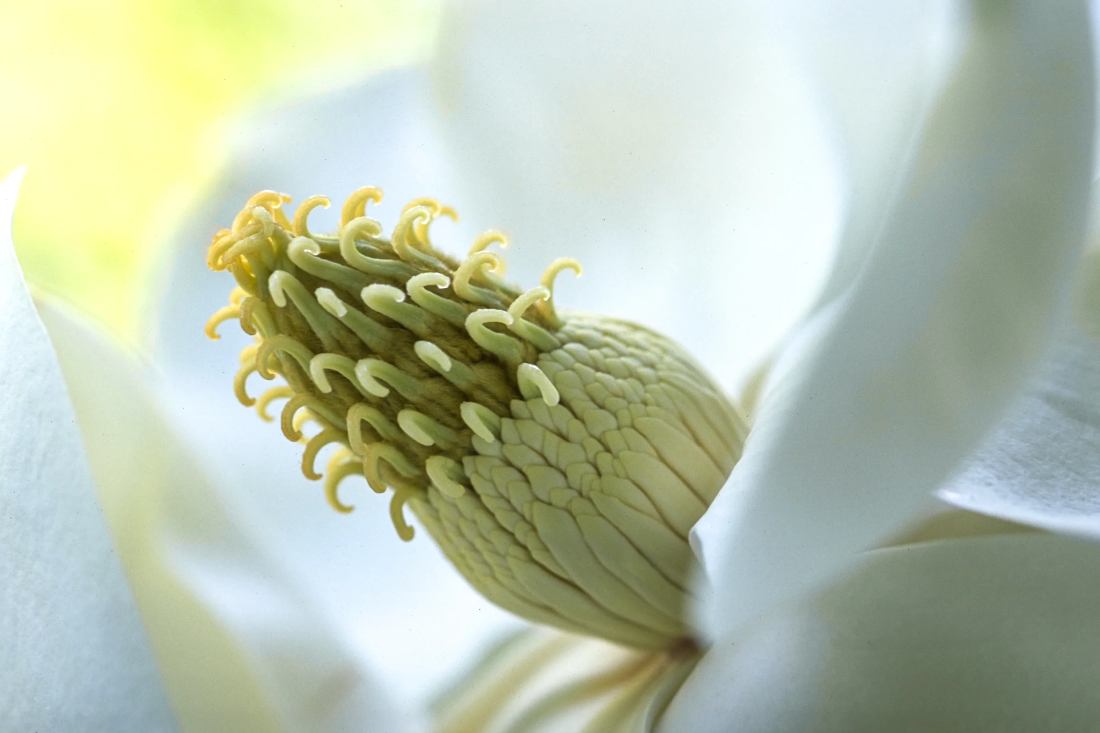 Magnolia Flower