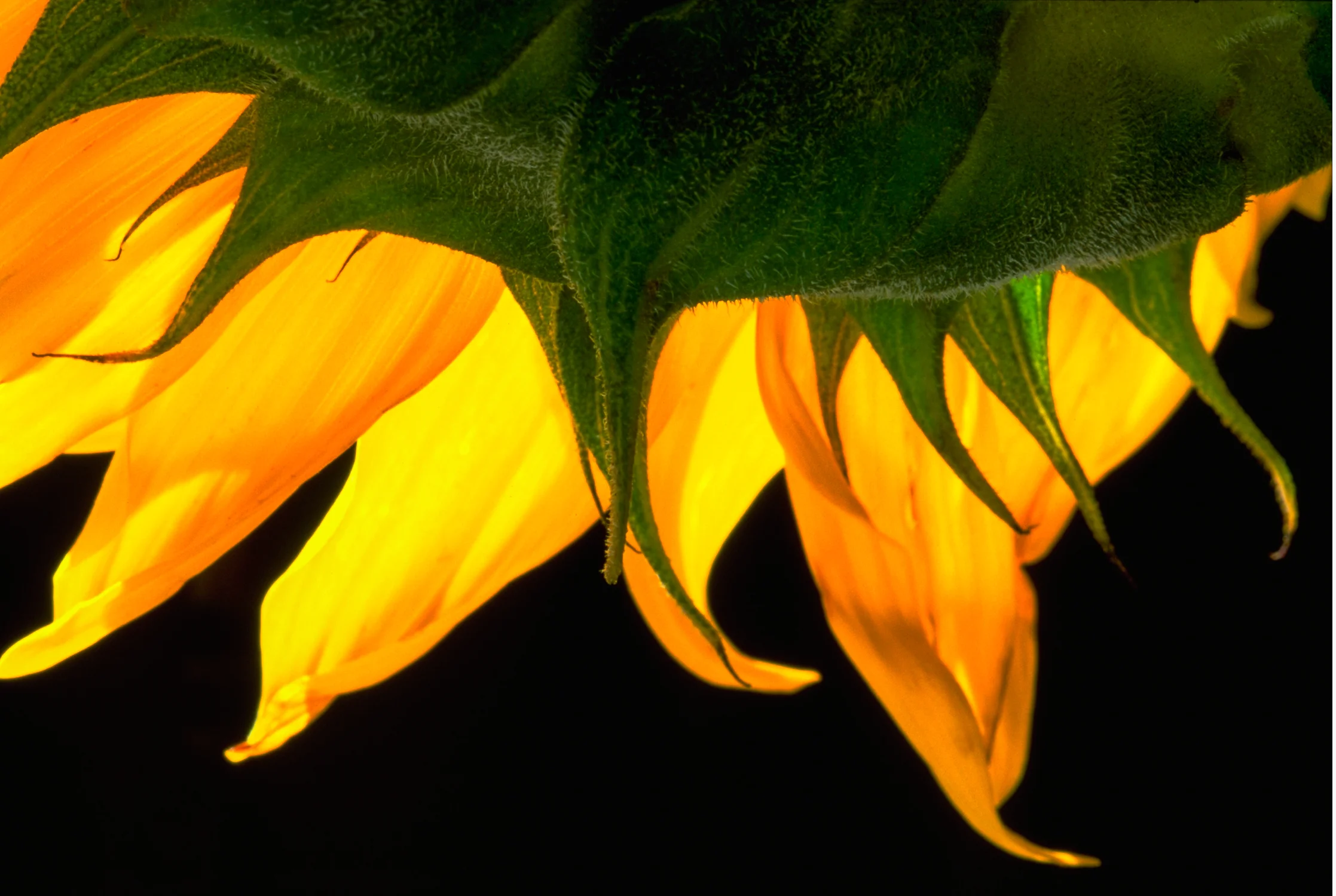 Solstice Sunflower