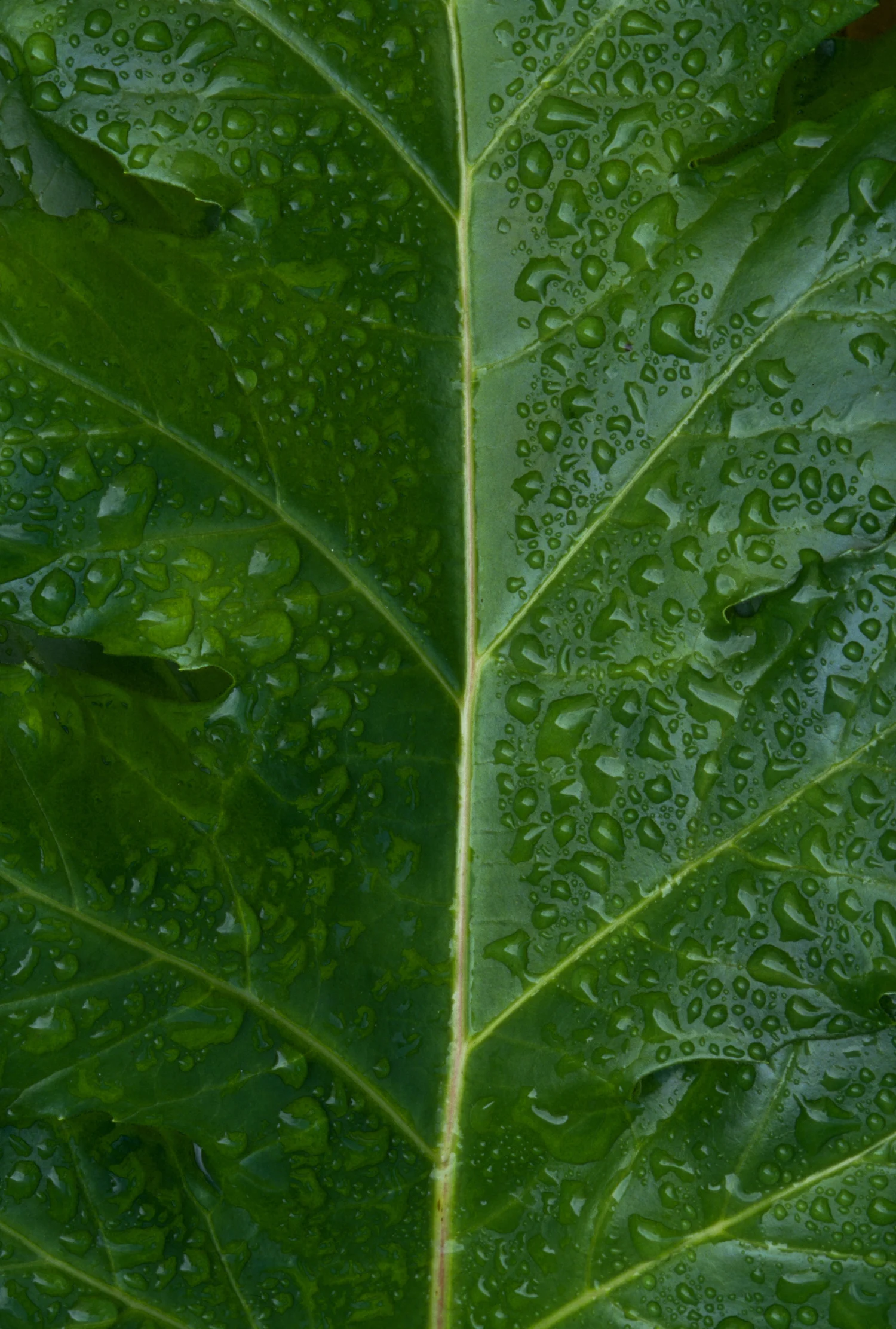 Wet Clean Green