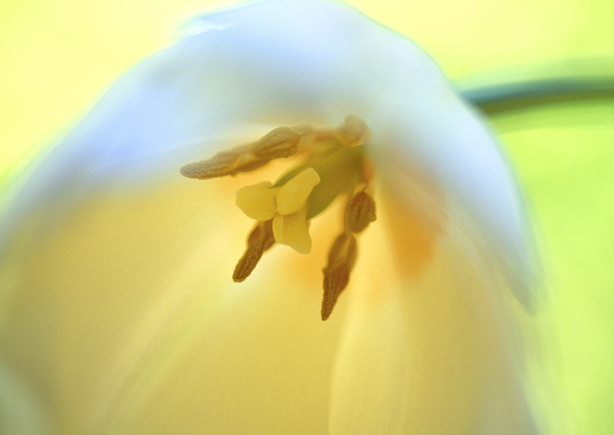 Yellow Bliss