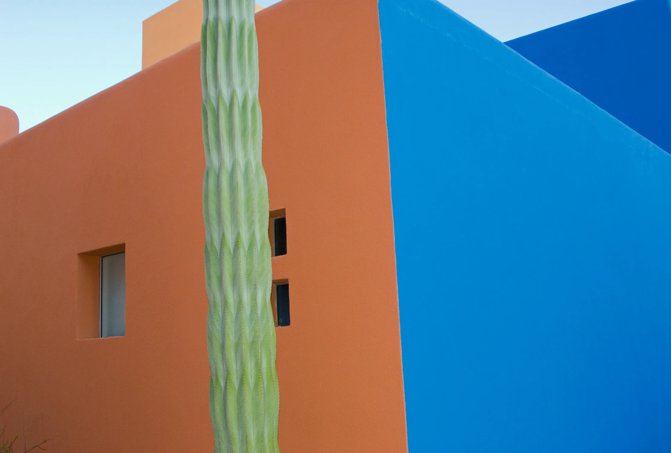 Cabo Cactus