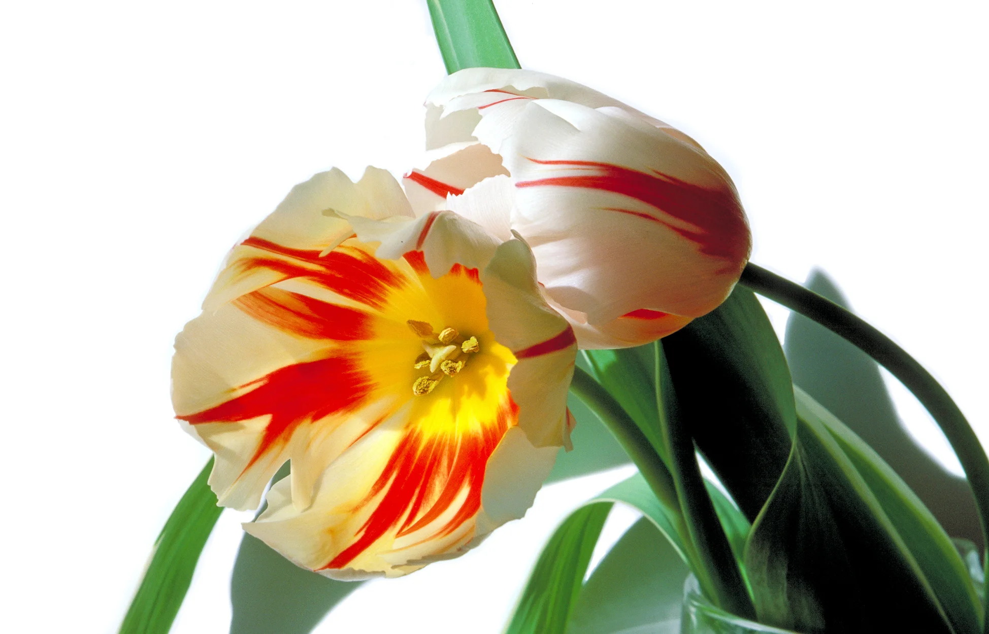Two Striped Tulips Leaning
