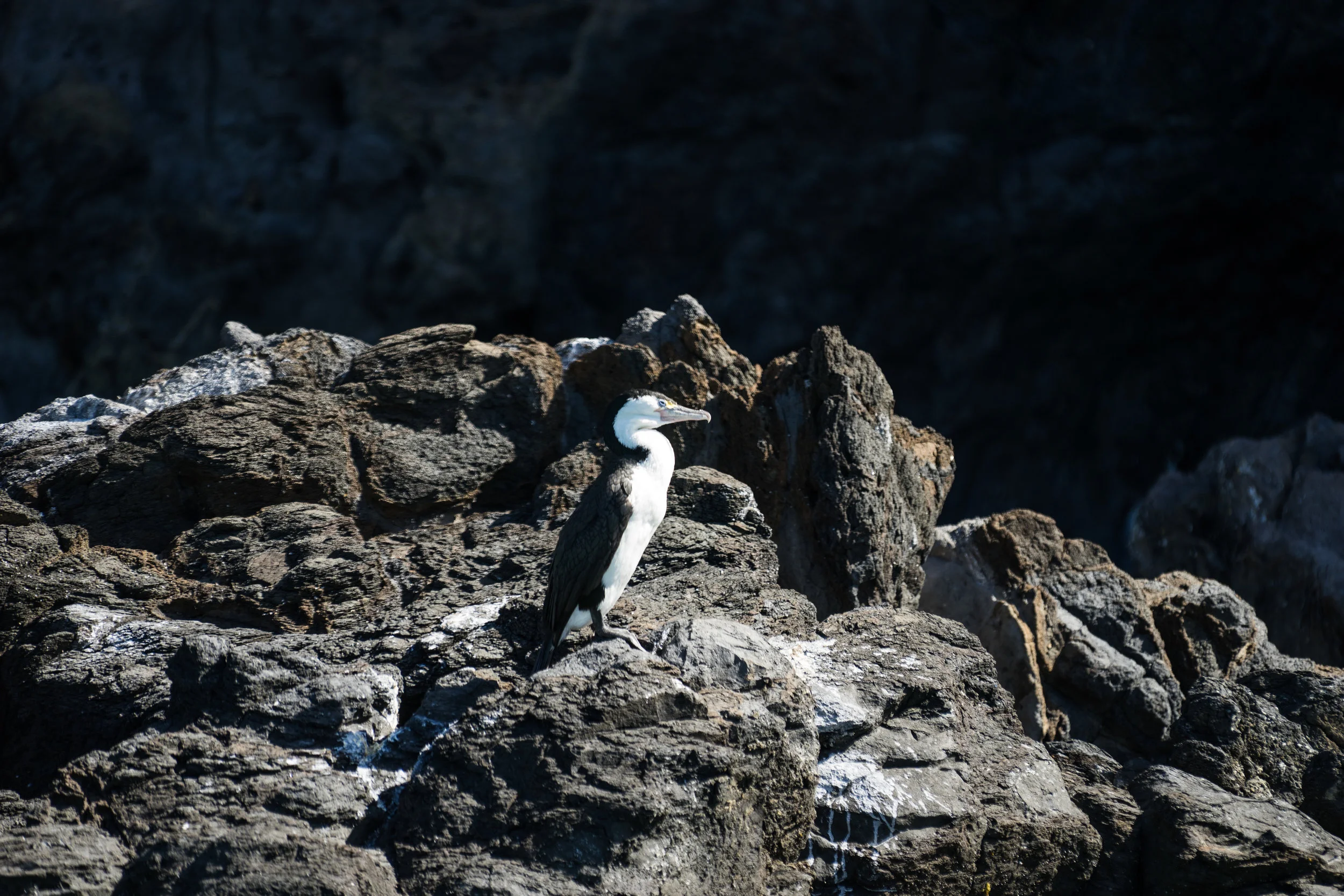 Pied Cormorant