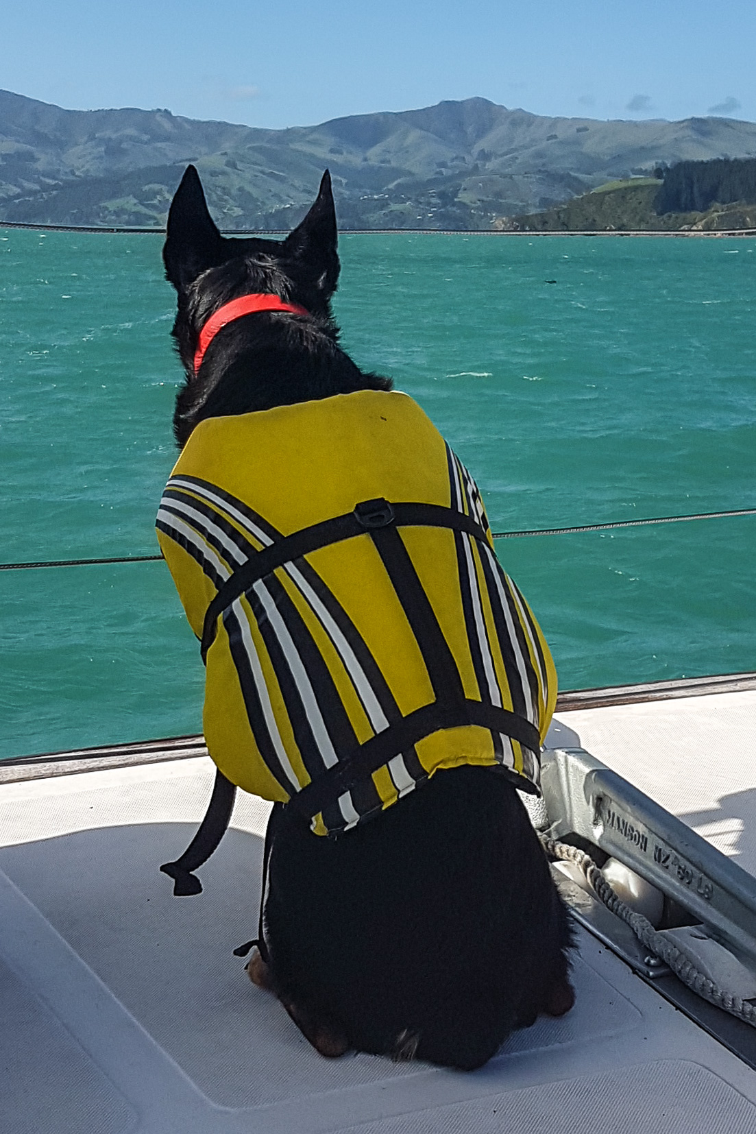 Jet our dolphin spotting dog...... unfortunately didn't capture any images of the dolphins!
