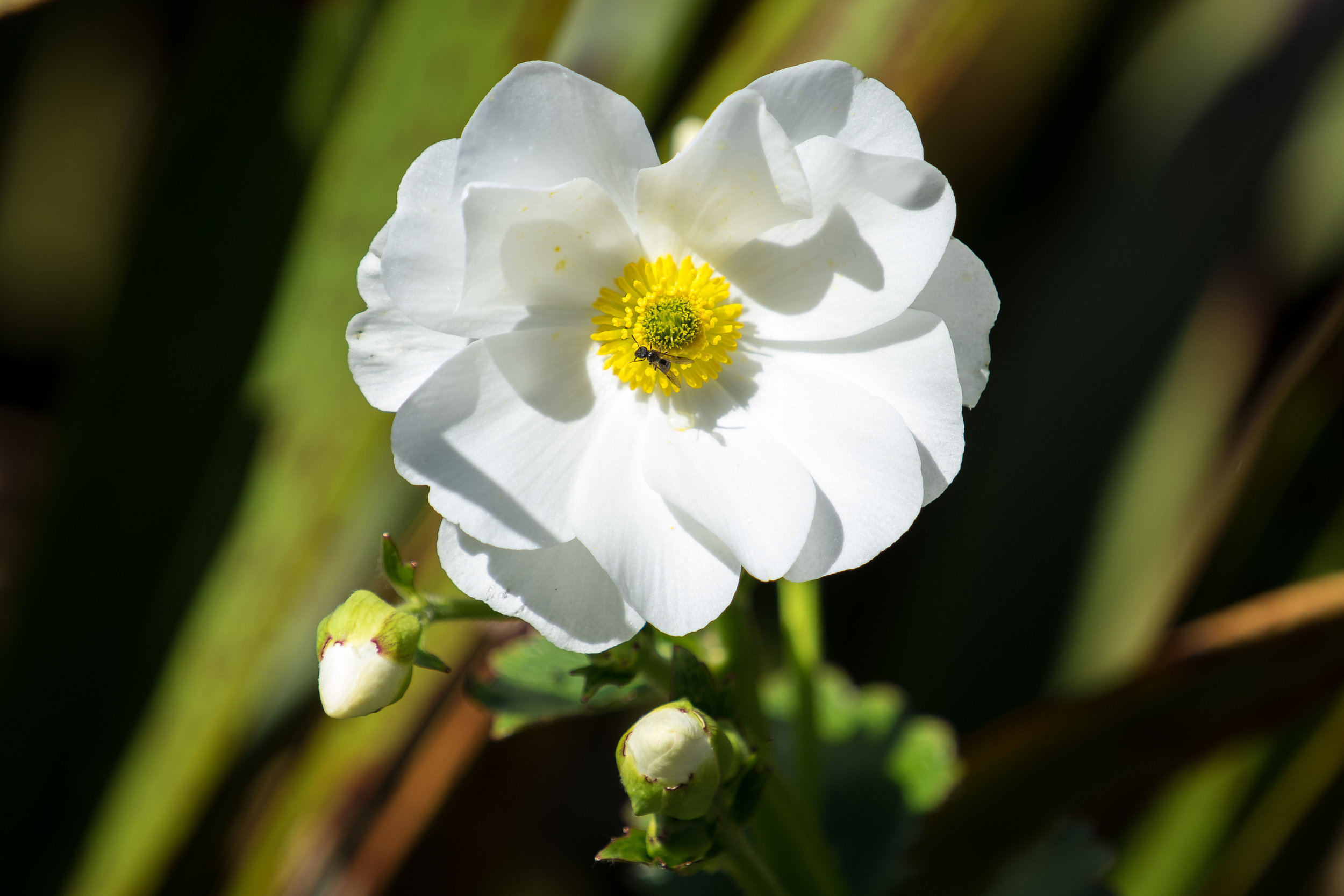 Buttercup Flower from our walk through Sub-Alpine Heath (all big words from Ashley)