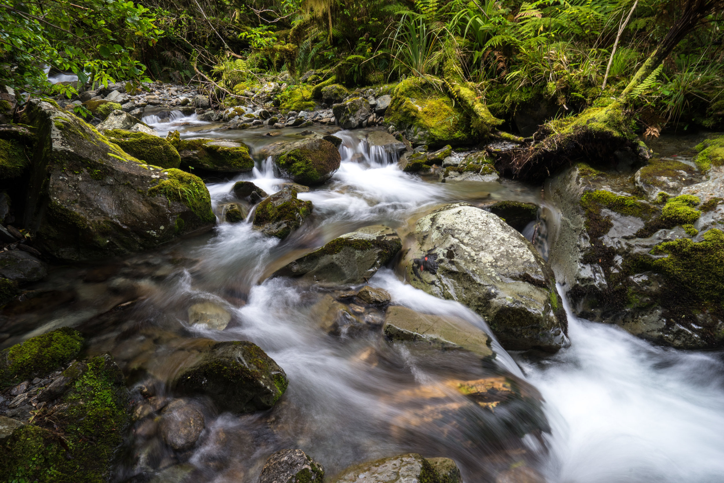 Things you come across along the path to Fox Glacier.