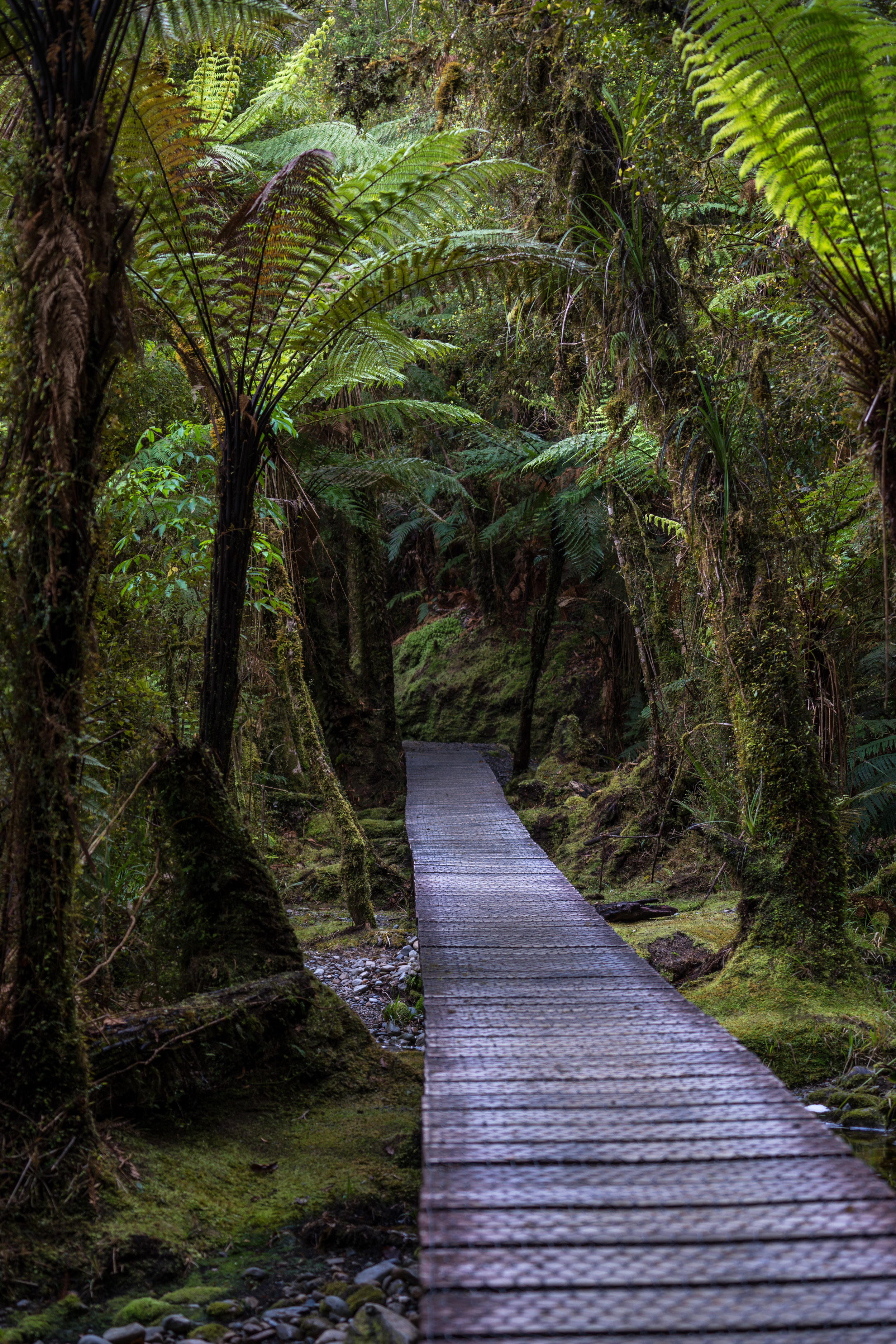 Path leading to Lake Matheson.