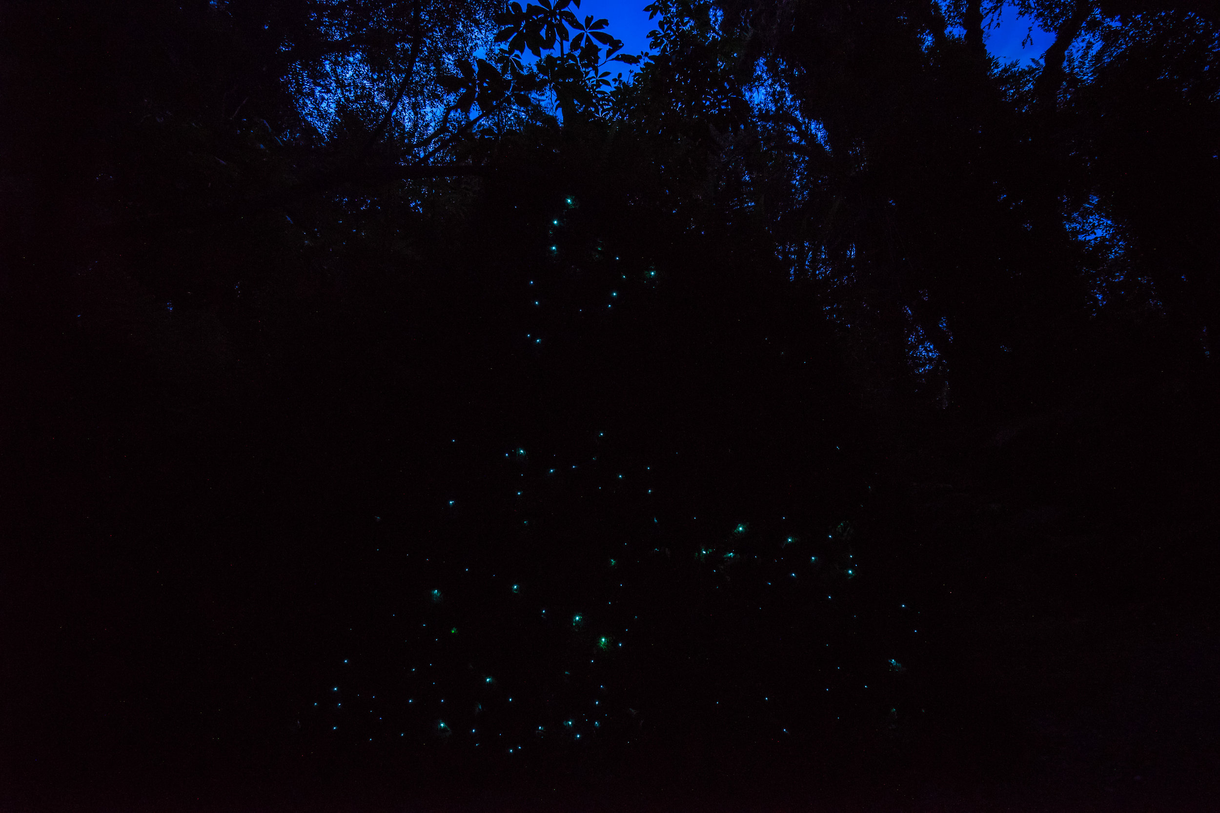 Amazing light from the glow-worms.