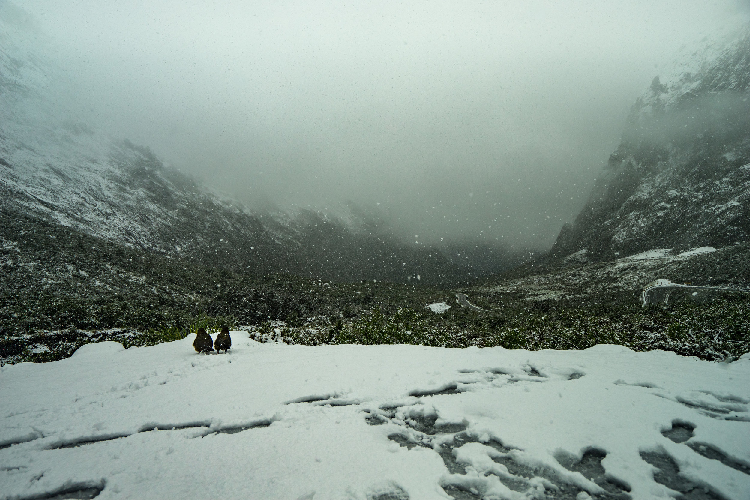A pair of Kea’s (NZ bird) taking in the views.