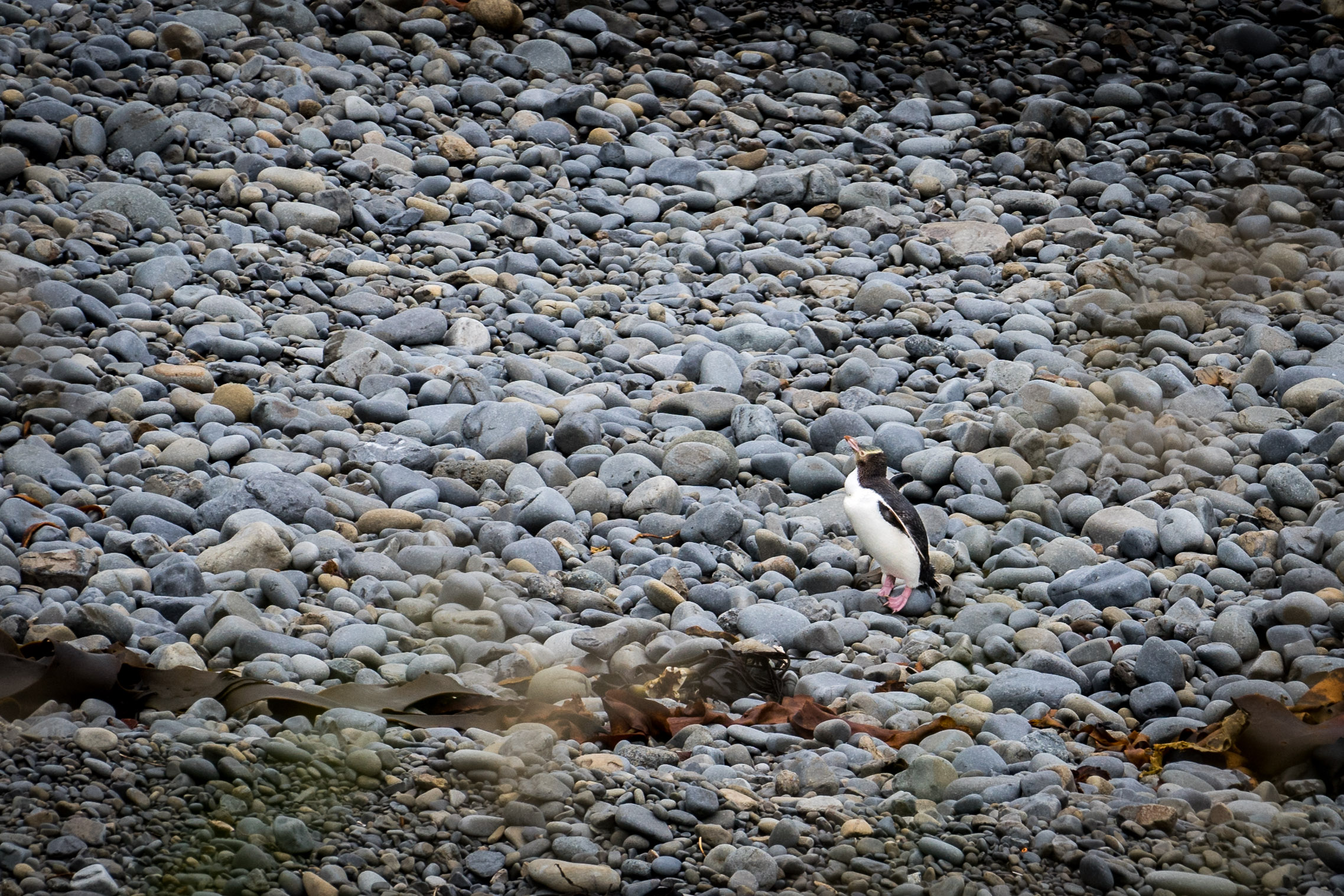 The threatened Yellow-eyed Penguin near Nugget Point