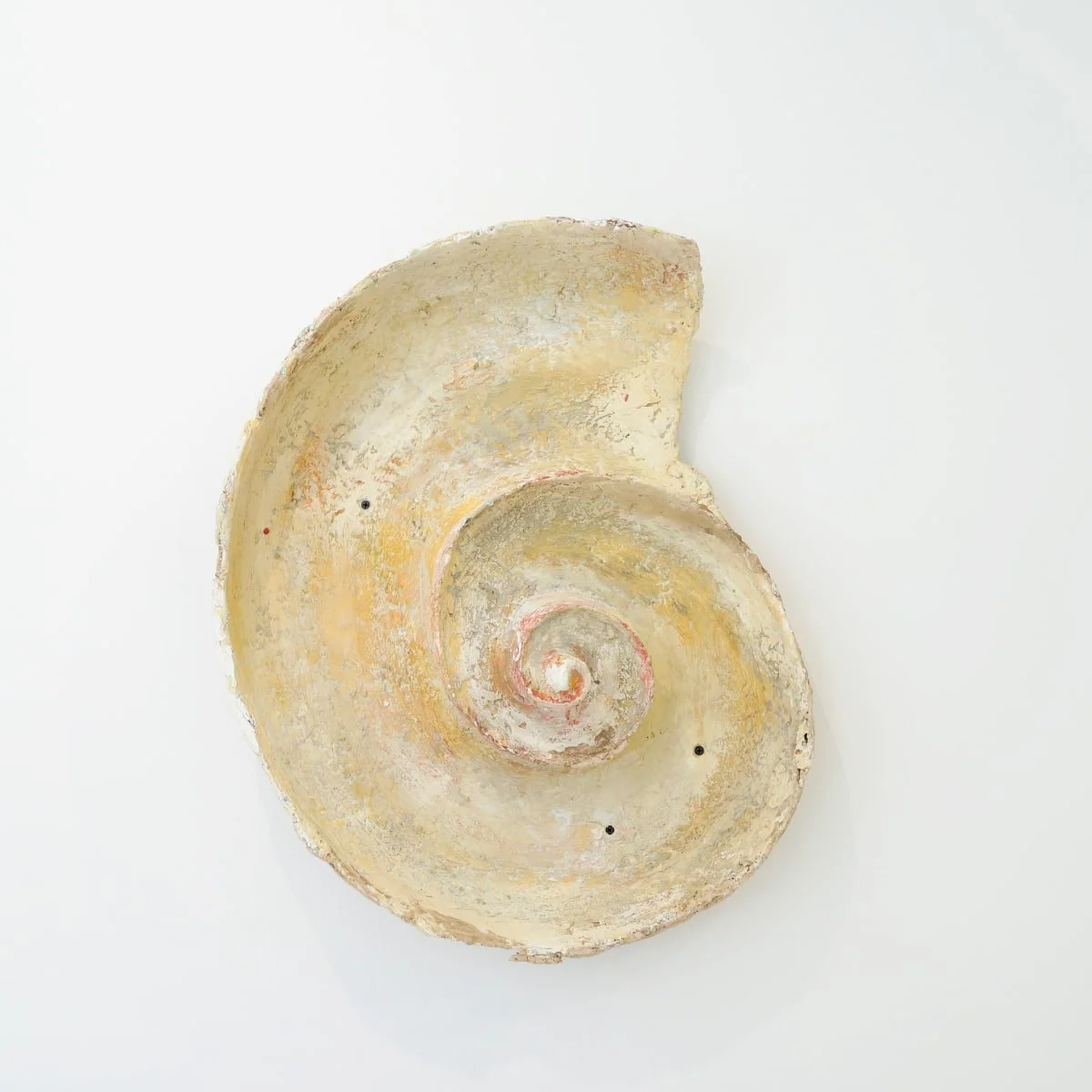 White Spiral Shell