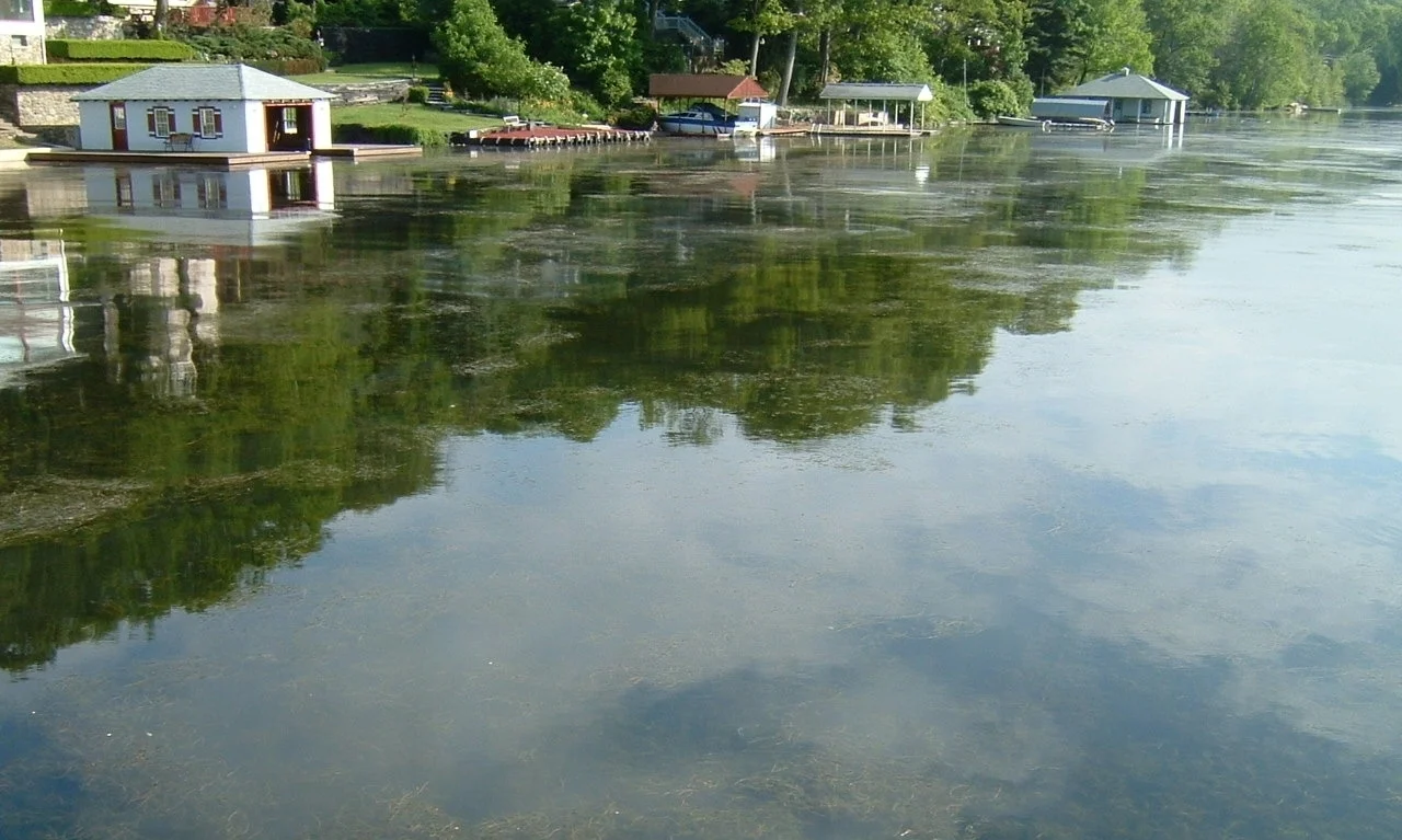 Milfoil Canopies on the Surface.jpg