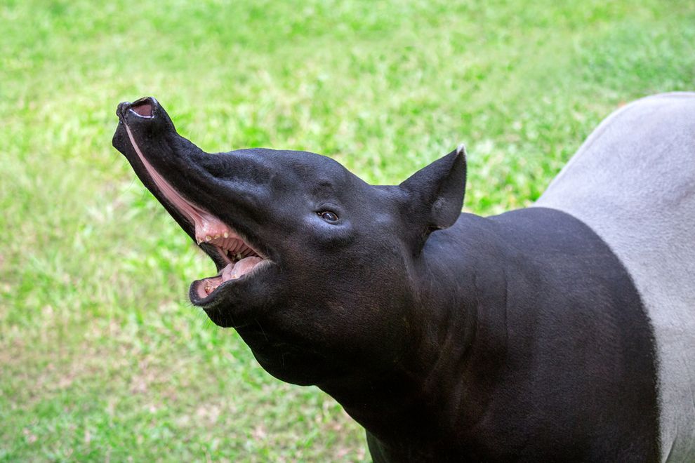 important to remember its “Tapering” not “Tapiring”