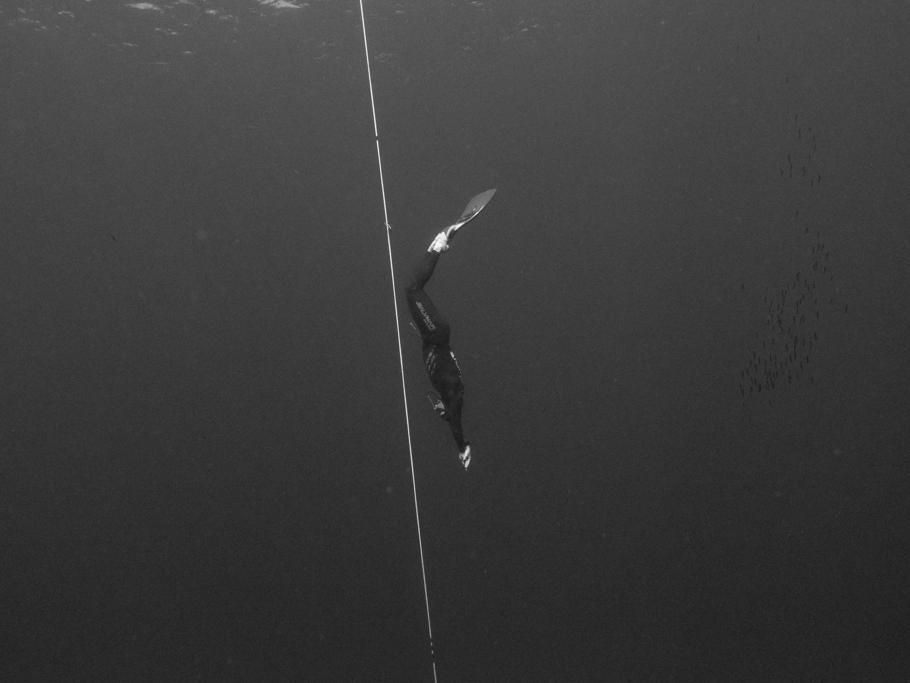 ant judge monofin freediving