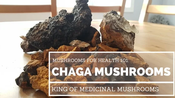 chaga-mushroom.jpg