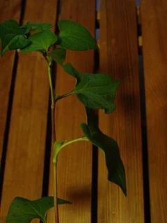 Houttuynia cordata
