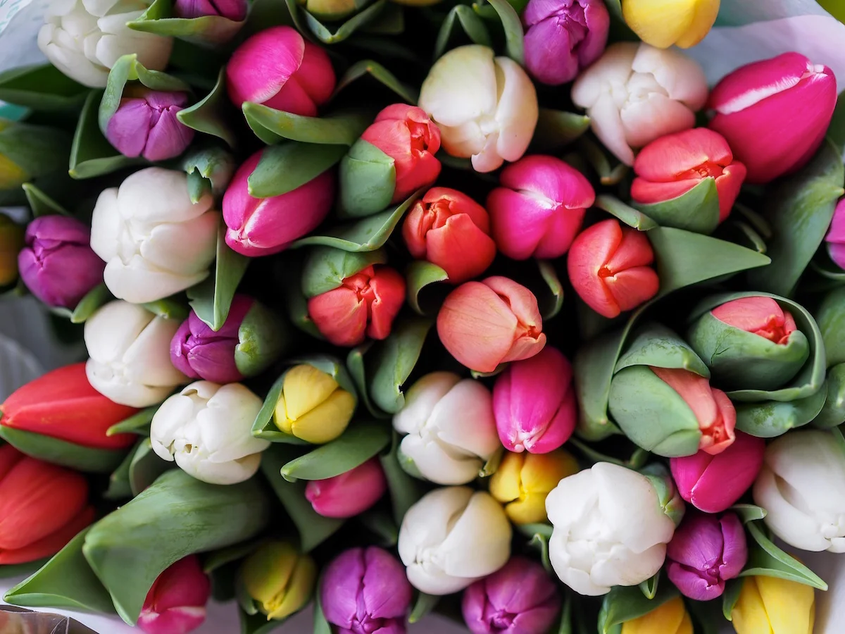 https://unsplash.com/search/vienna-austria