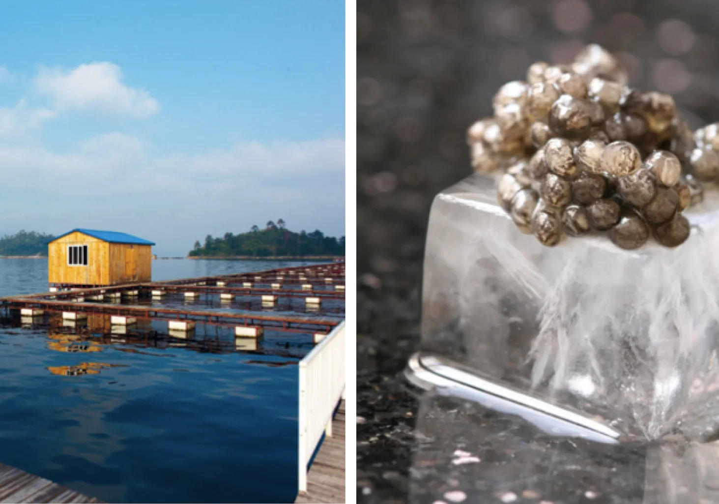 Caviar: from over-fishing to sustainable farming