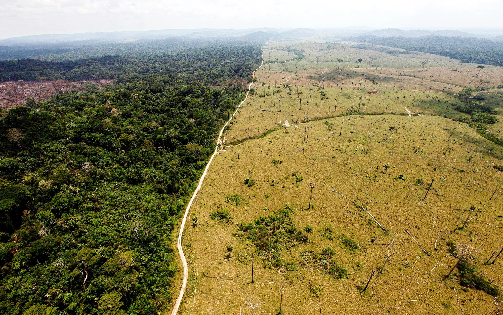 Are our forests disappearing?