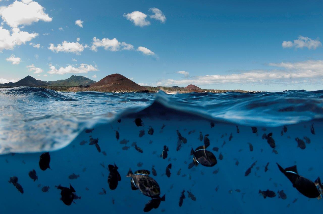 The Future of Fish
