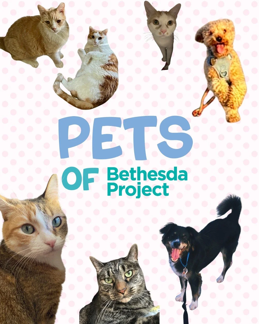 Shout out to all the Pets of Bethesda Project on this #internationalpetday