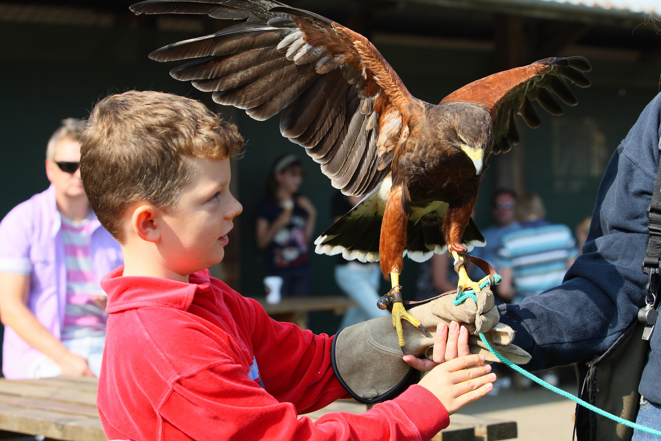 Dwf petting zoo boy with hawk.JPG