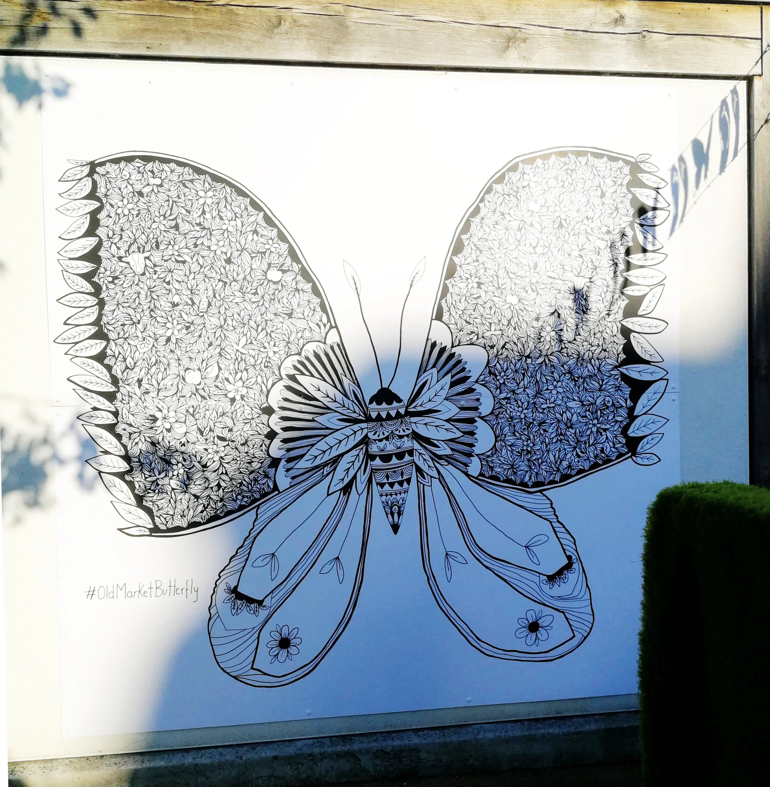 butterfly.jpg