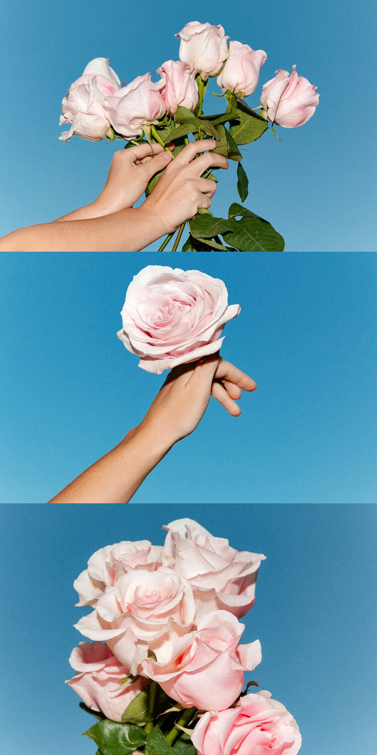 rose-balm-collage-1.JPG