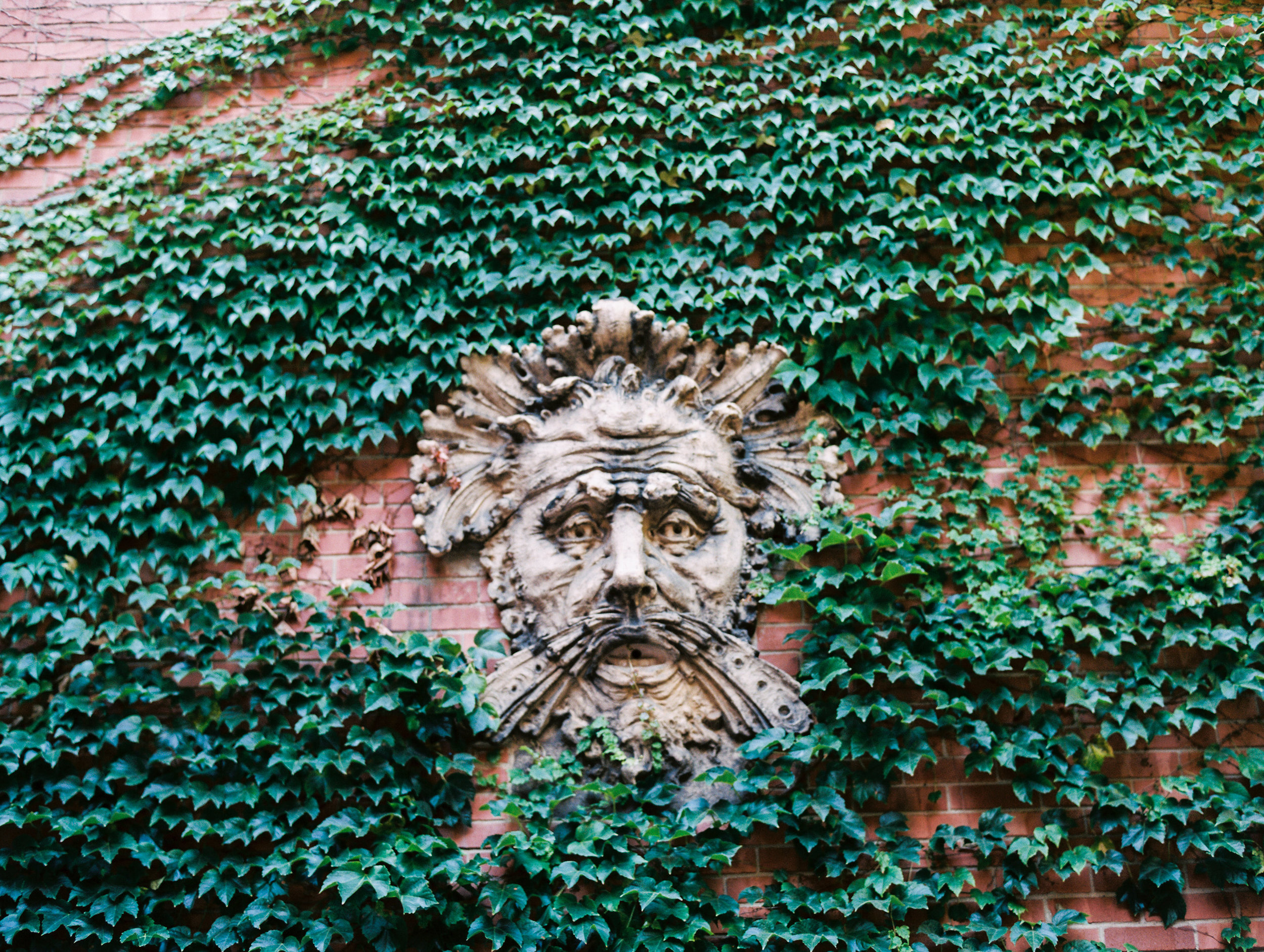 Close up of terracotta King Excelsior and surrounding ivy