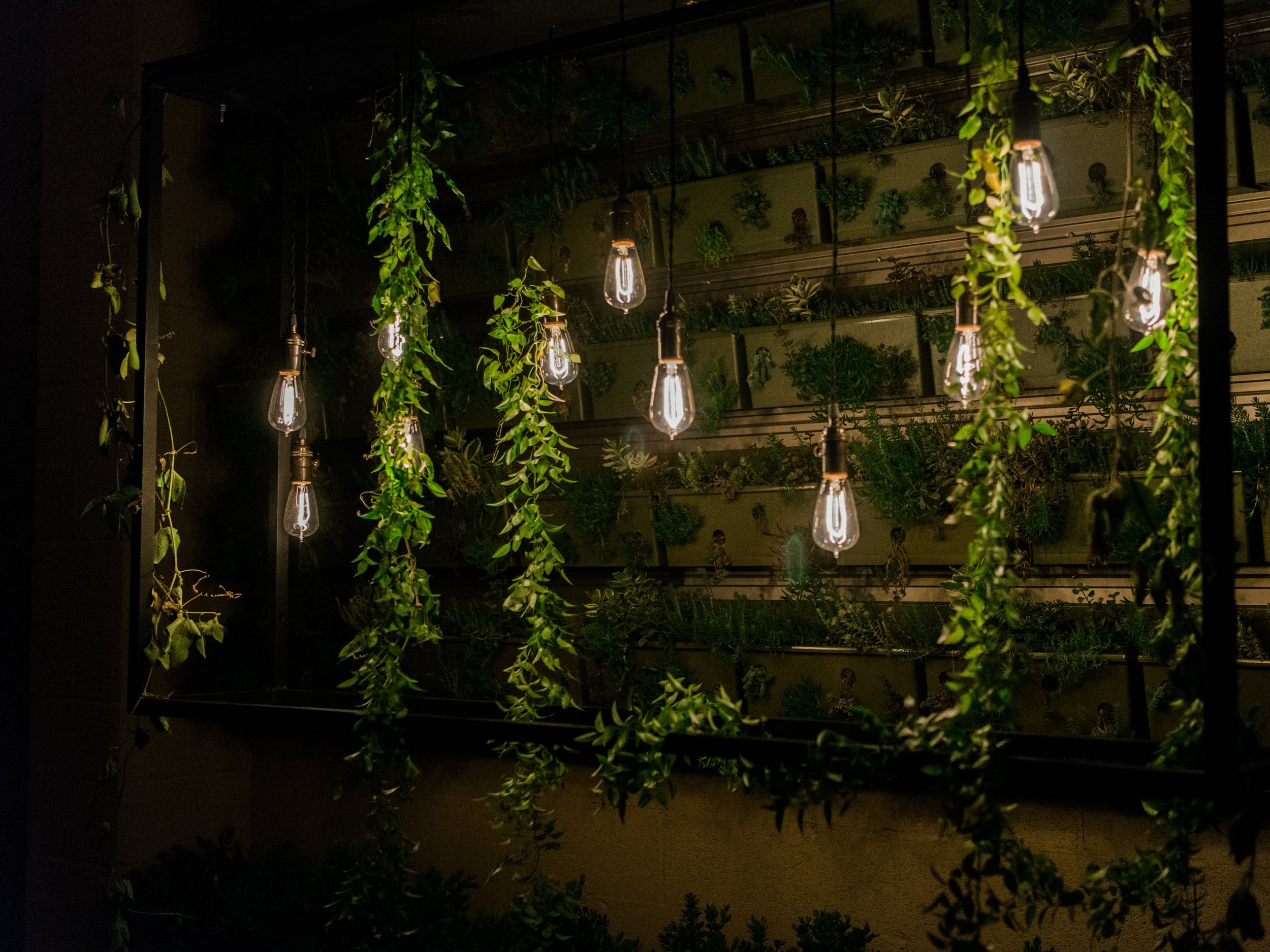 Hanging light chandelier with greenery vines in front of succulent wall