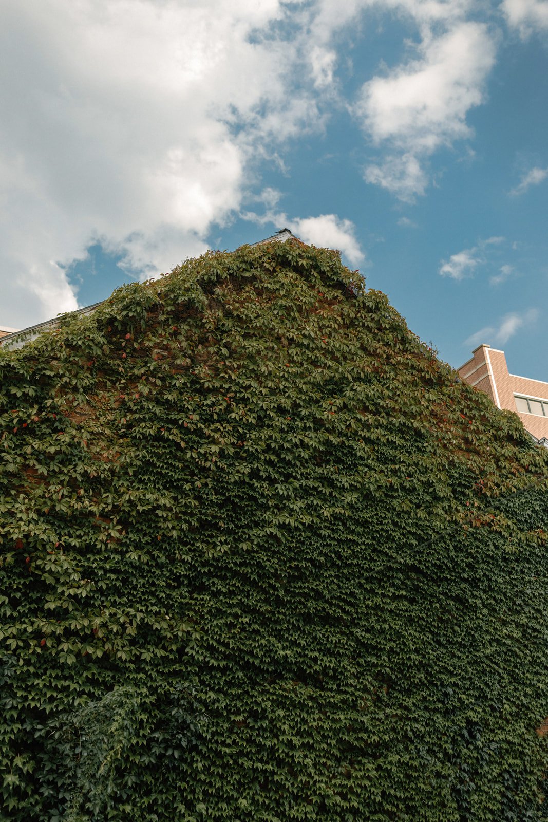 Ivy covered wall reaching towards a blue sky