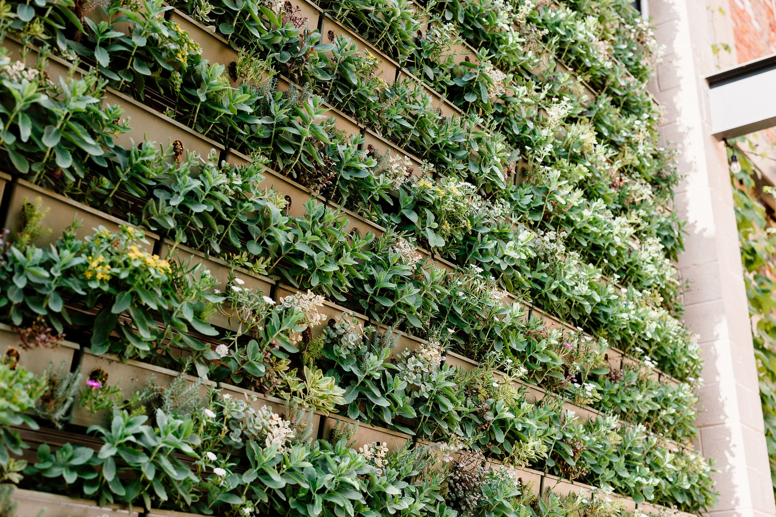 Succulent wall green space in outdoor Terrace