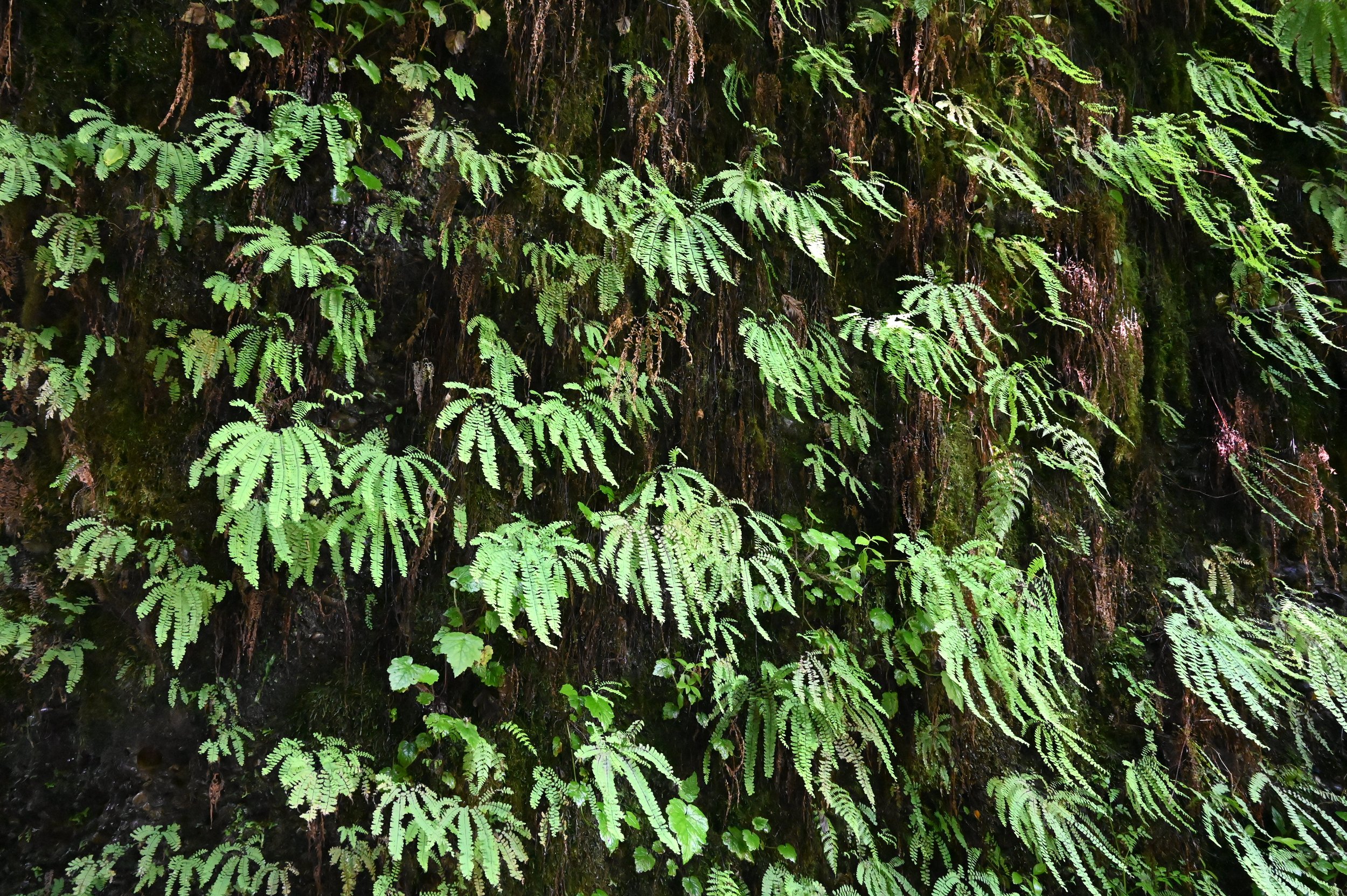 Fern Cyn Redwood NP 2022 2.JPG