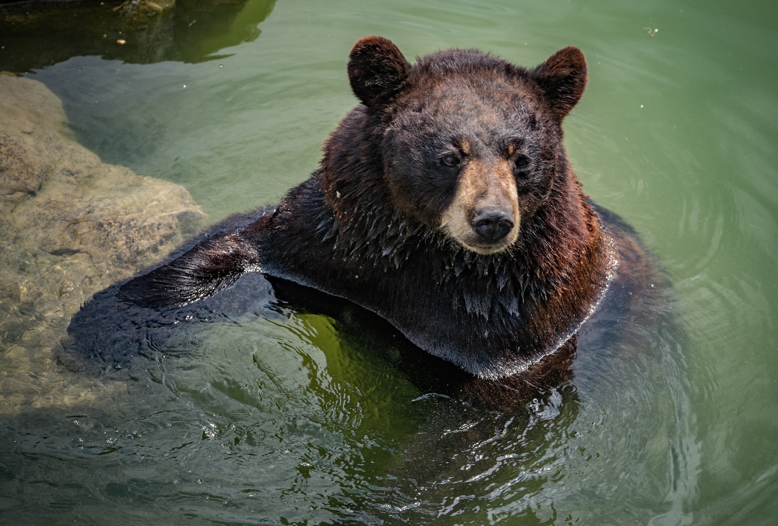 15 Bear Idioms to Celebrate Fat Bear Week 2022 — LinguaLinkDC