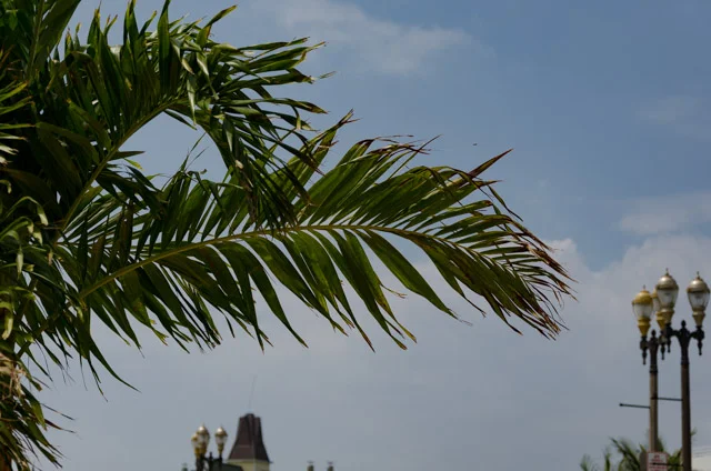 Palm Tree against blue sky