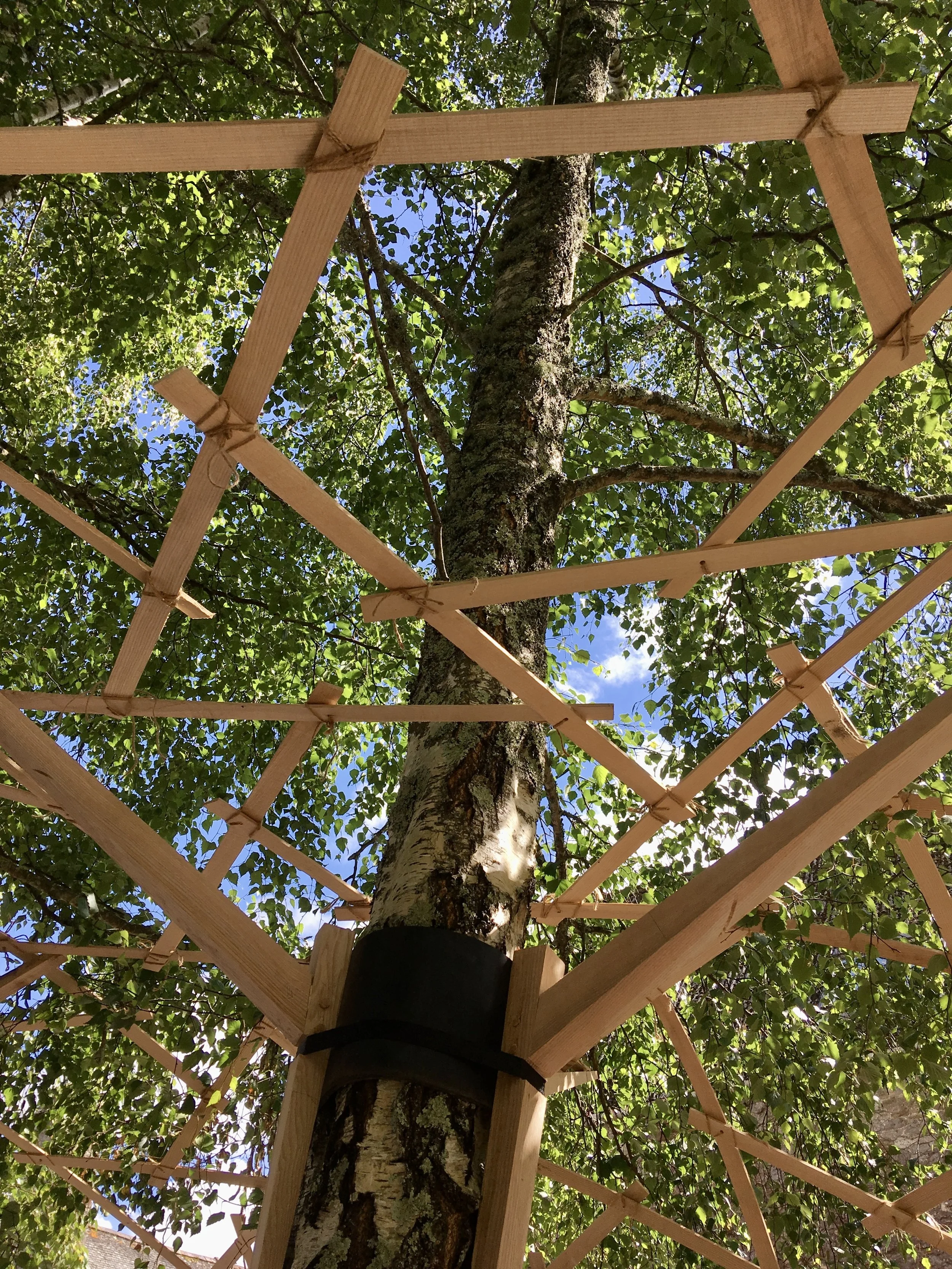 WoCo_Tree_Canopy_3.jpg
