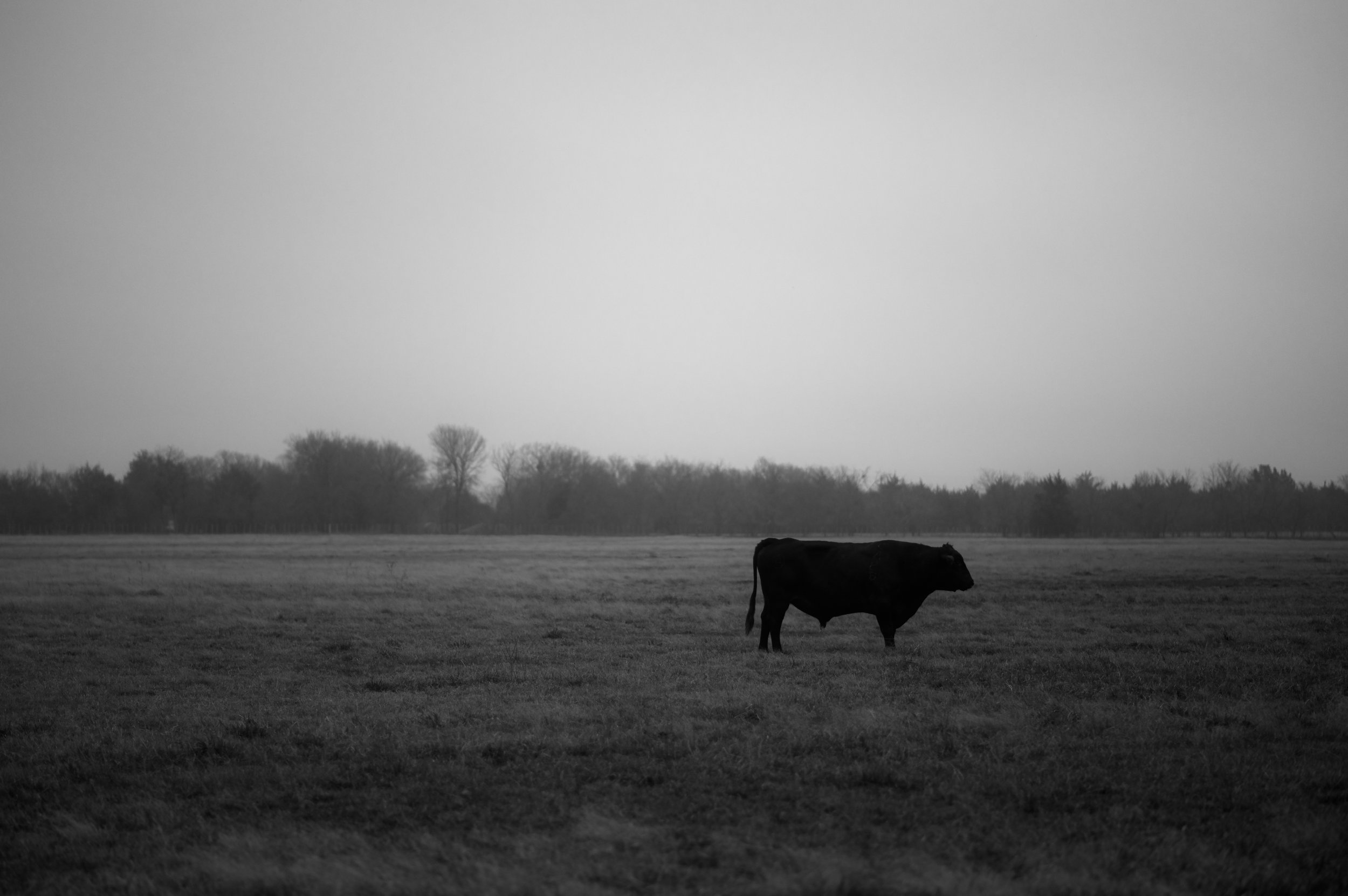 Cow - Ennis TX 12.31.21.jpg