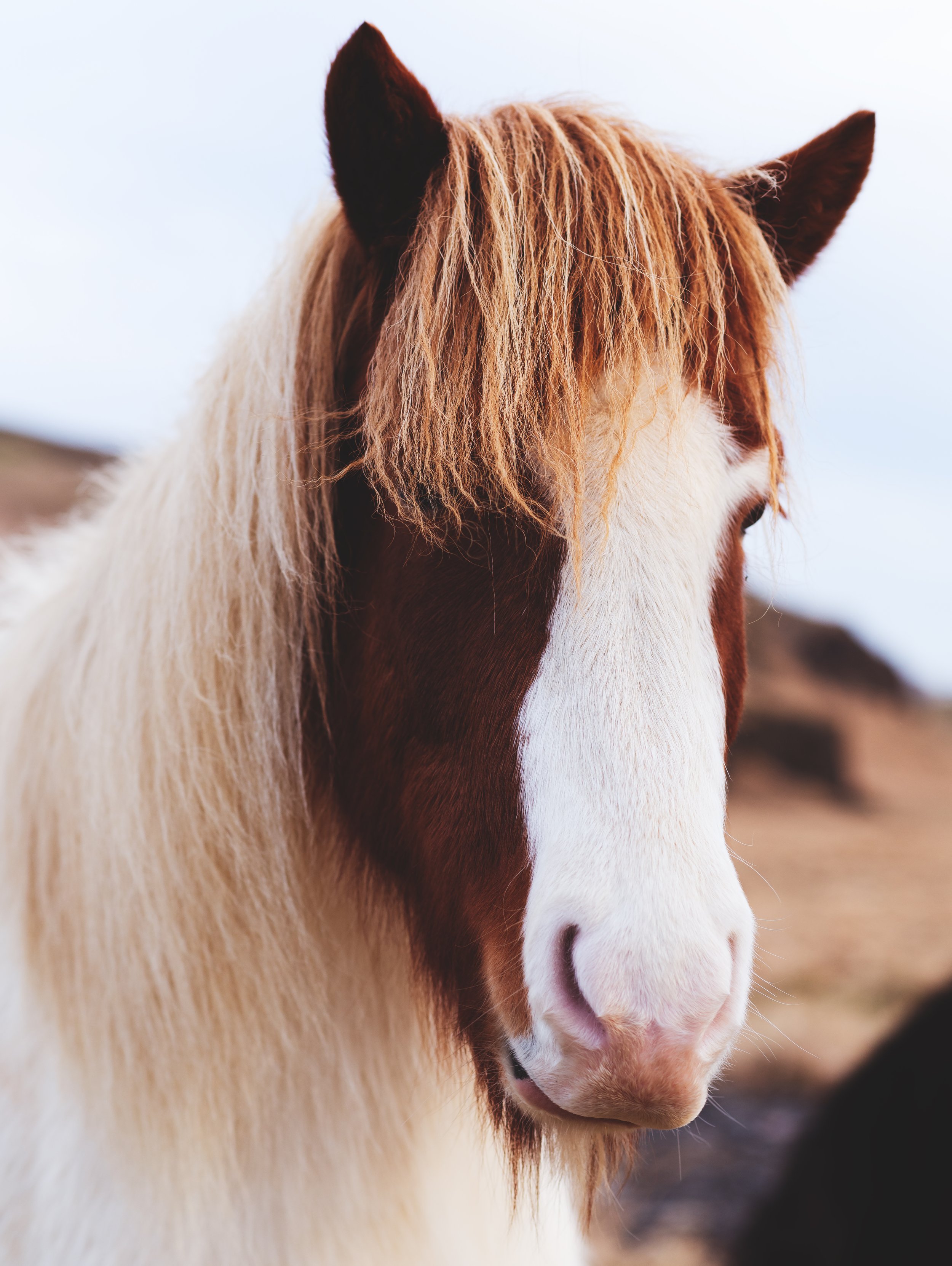 Icelandic Horses