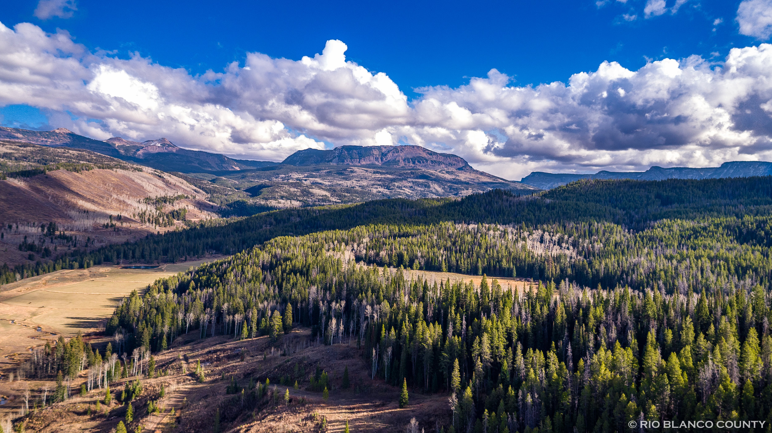 Marvine w Trees 2.jpg