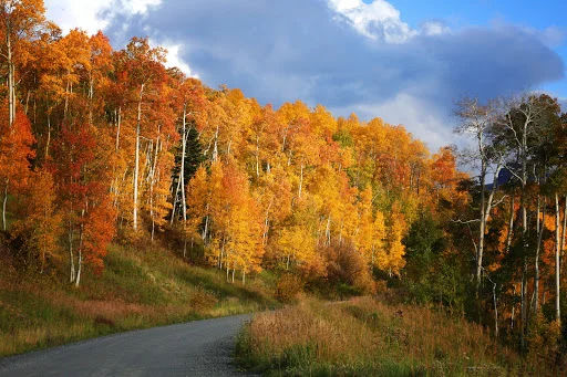 A Beautiful Place to Call Home_Carly Schayer Thomson.jpg