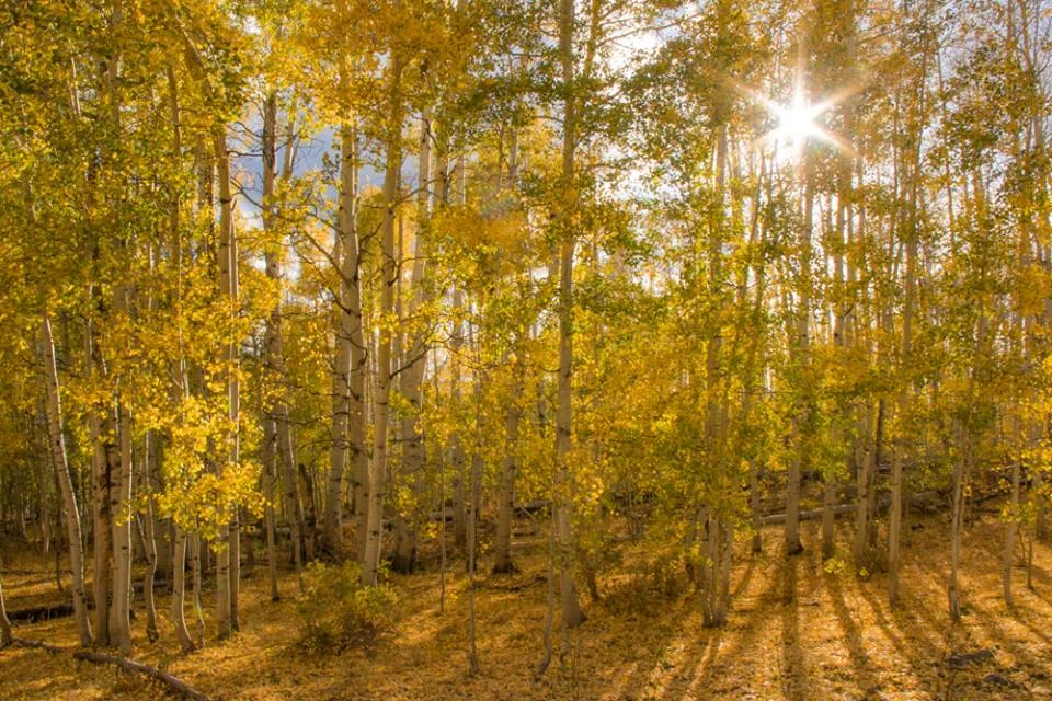 Debbie Rudd - Ripple Creek Aspens.jpg