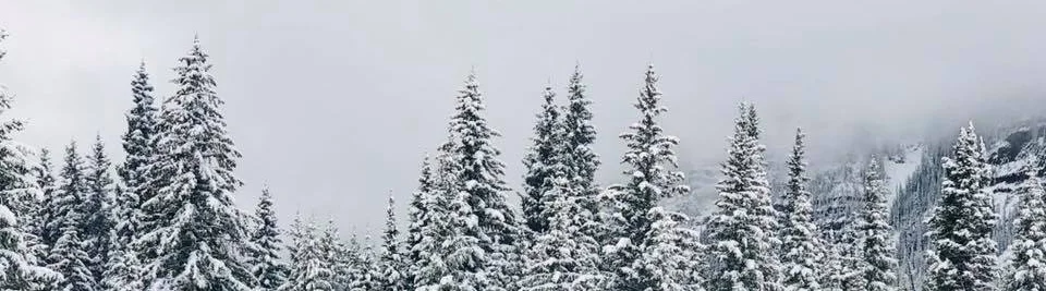 Ann+Marie+Scritchfield+-+snowy+trees.jpg