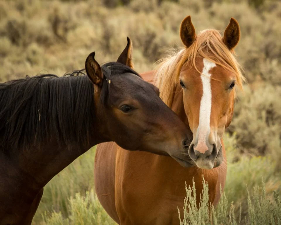 Debbie Rudd - Two Piceance Mustangs.jpg