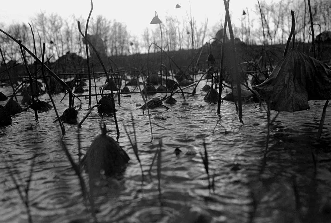 LotusPond_0003.jpg