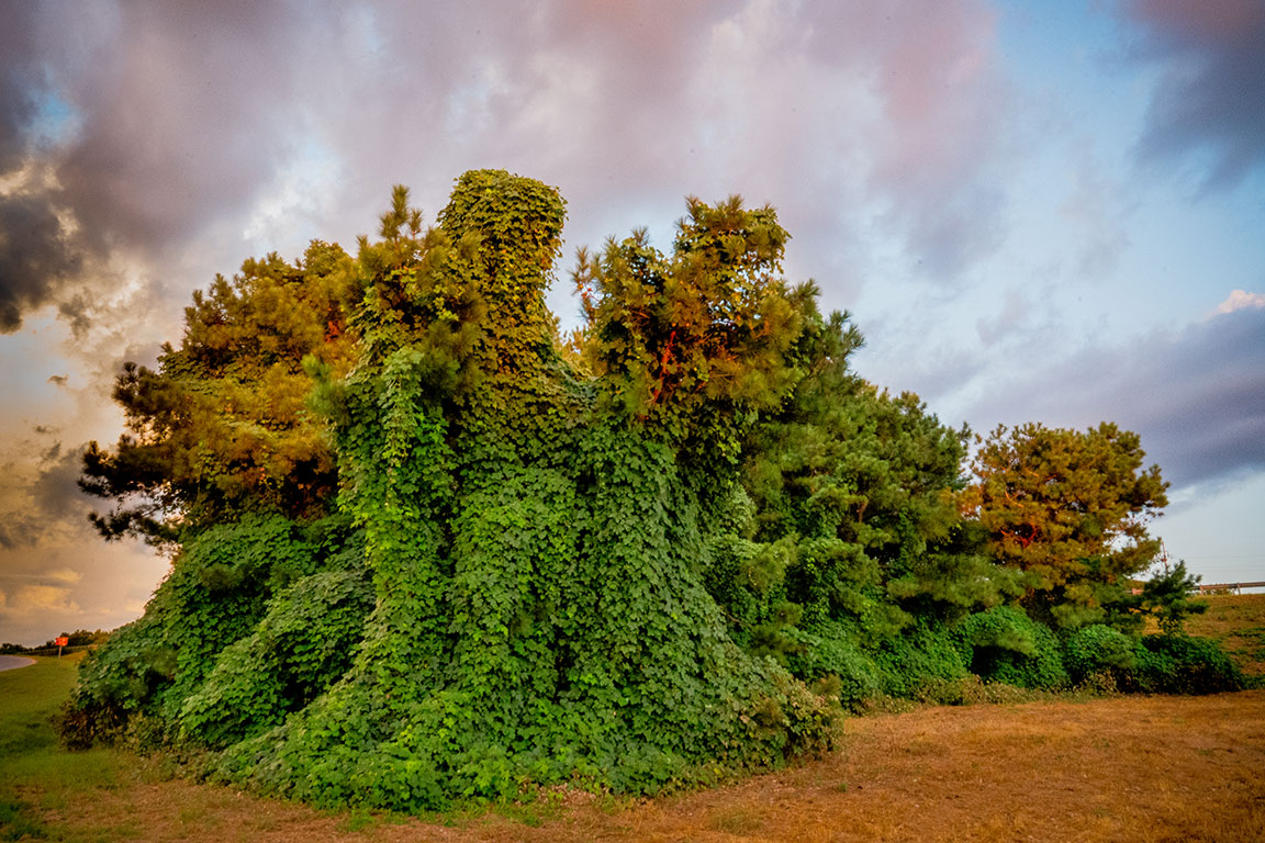 Thrasher_Kudzu.jpg